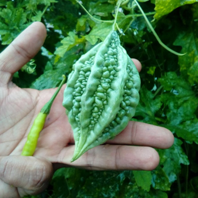HYB Billu