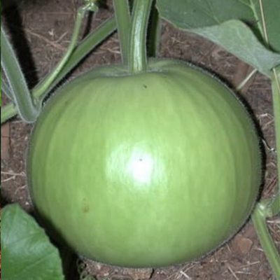 Samridhi
