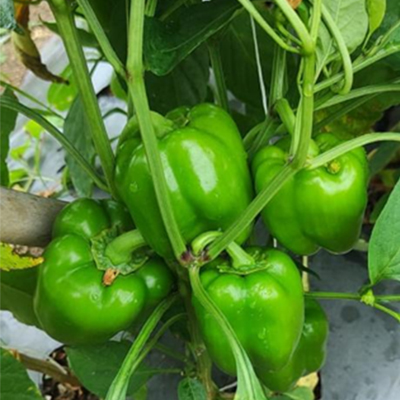 California Wonder (IMP)