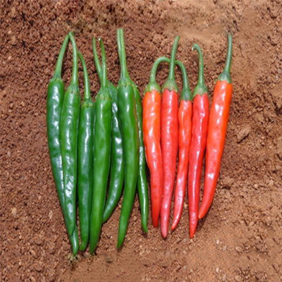 HYB Aparajita
