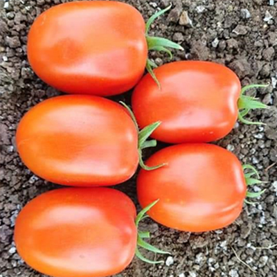 Tomato RHT 1006